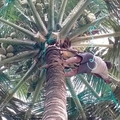 coconut tree safety nets in bangalore coconut tree safety nets in bangalore